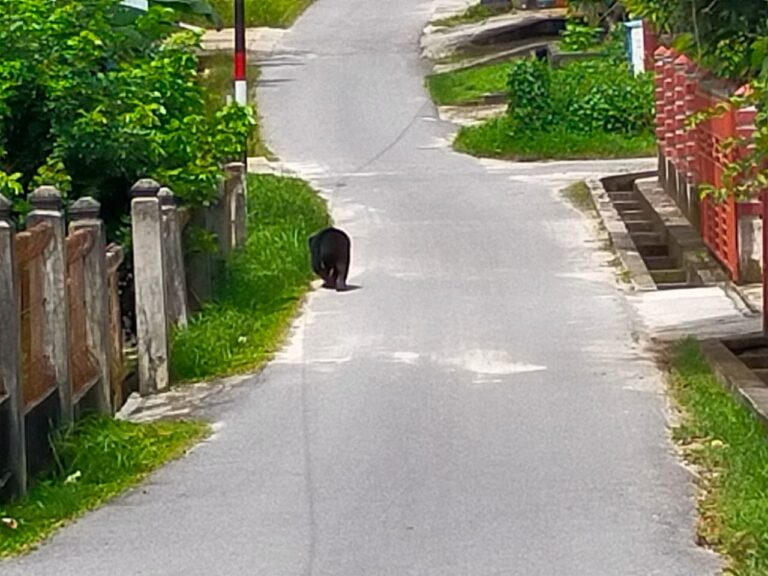 Seekor beruang hitam tampak berkeliaran di Permukiman warga. (Foto: istimewa)
