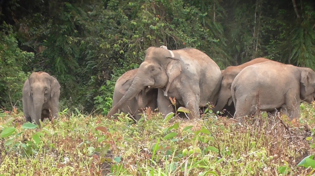 Codet dan gajah betina berkumpul di SM Giam Siak Kecil ketika musim kawin.(foto: soleh)